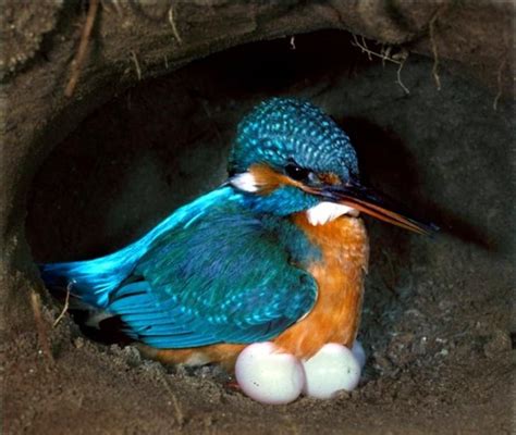 Common Kingfisher In Its Nest Common Kingfisher Kingfisher Birds