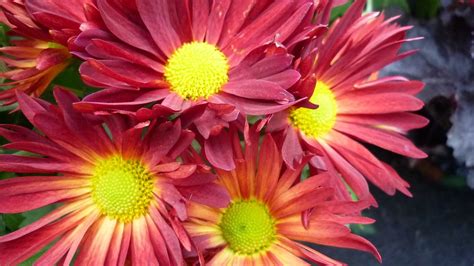 Gerbera Flower Blossom · Free photo on Pixabay