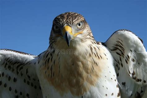 Young Hawk stock photo. Image of nature, horizontal, soaring - 13251840