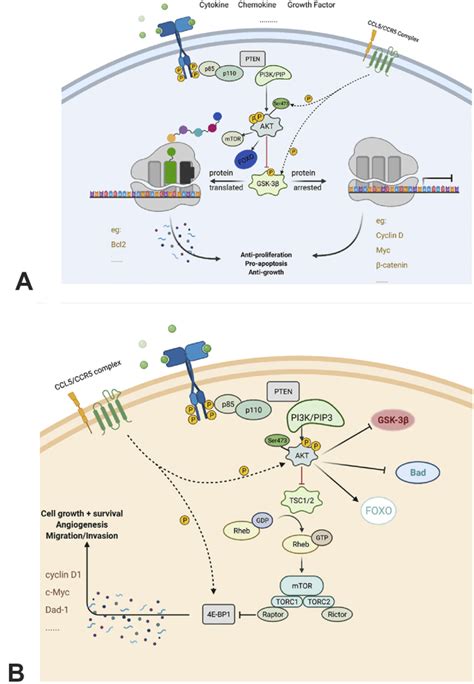 Ccl5 Ccr5 Axis In Human Diseases And Related Treatments R Leronlimab