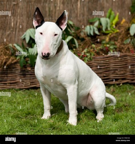 English Bull Terrier Hi Res Stock Photography And Images Alamy