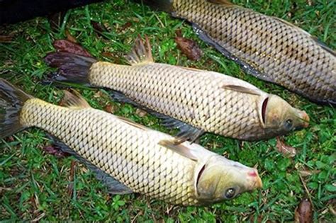 秋季用餌有講究，使用這兩款餌料釣鯉魚，魚獲很喜人！ 每日頭條