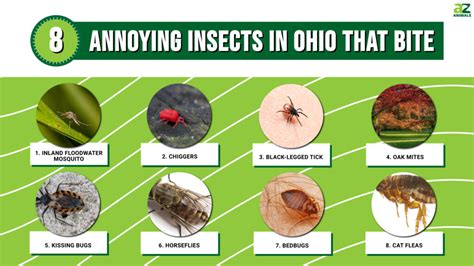 Annoying Insects In Ohio That Are Out In Numbers And Looking To Bite