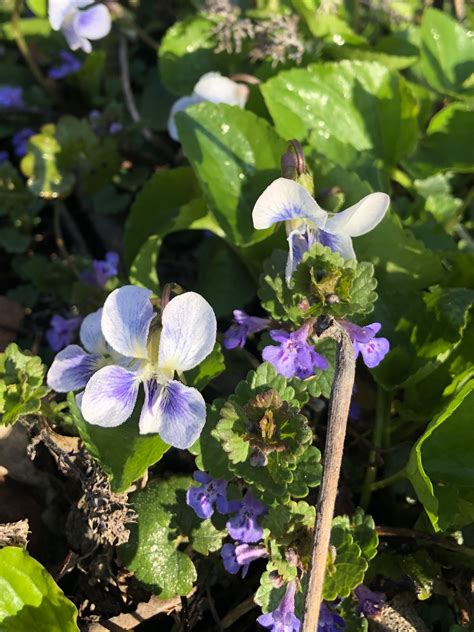 Wisconsin Wildflower Wood Violet Viola Papilionacea The Wisconsin