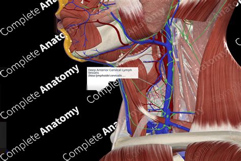 Deep Anterior Cervical Lymph Vessels Complete Anatomy