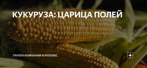 КУКУРУЗА: ЦАРИЦА ПОЛЕЙ | Группа Компаний АгроПлюс | Дзен