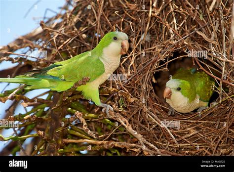 Wild Parakeet Nest