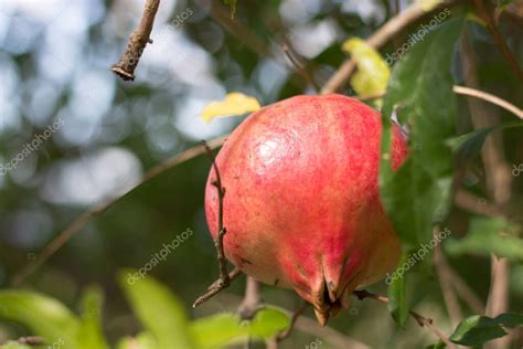 La Granada Es Una Fruta Muy Especial Que Representa Una Aut Ntica