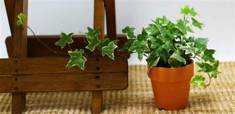 The Best Indoor Vine Plants and Climbers (With Pictures)