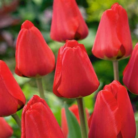 Tulip Red Impression Tulip Bulbs Heirloom Country Creek Acres Etsy