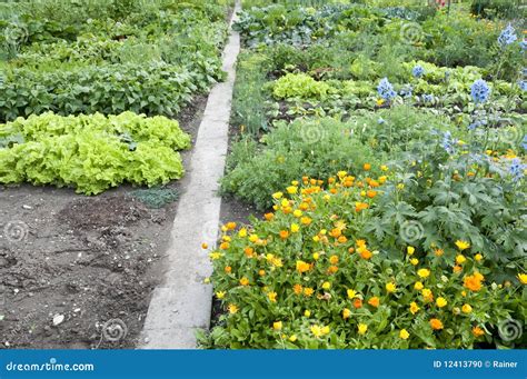 Allotment Garden Bed Stock Photo Image Of Plant Marigold 12413790