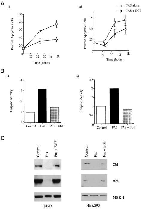 Egf Treatment Of T47d And Hek293 Cells Reduces Fas Induced Apoptosis