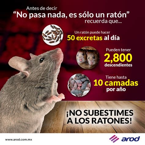 Entendiendo El Comportamiento De Los Ratones Domésticos Roedores