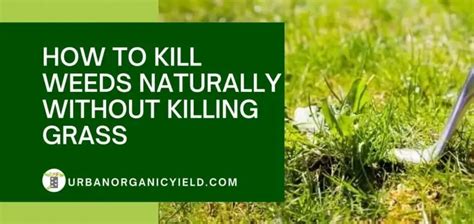 How To Kill Weeds Naturally Without Killing Grass