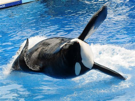 Tilikum Dead Orca That Inspired ‘blackfish Documentary On Seaworld