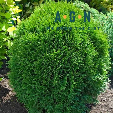 Little Giant Arborvitae Americas Gardens Nursery