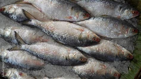 Frozen fresh hilsa fish at market. Hilsa, also known as ilish, is a popular and delicious fish ...