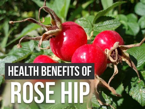 8 Amazing Health Benefits Of Rose Hip