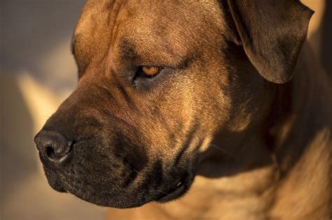 Boerboel Mastín Africano Historia características y cuidados