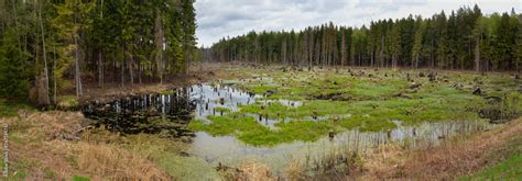 Panorama. The state of the swampy forest after cutting down trees and ...