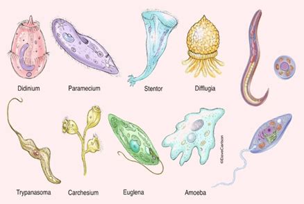 Introduction To Protozoa Flashcards Quizlet