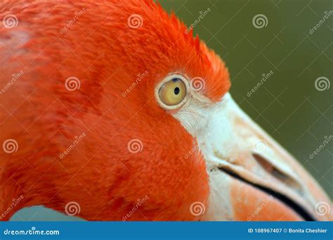 Background Closeup of Flamingo and Eye Stock Image - Image of head ...