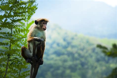 The Erotic Monkey NH Controversy: What You're NOT Being Told Image 11