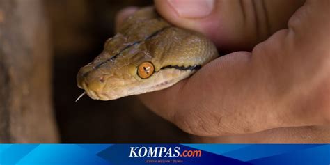 Jenis Ular Yang Sering Masuk Ke Pemukiman Trendradars Indonesia