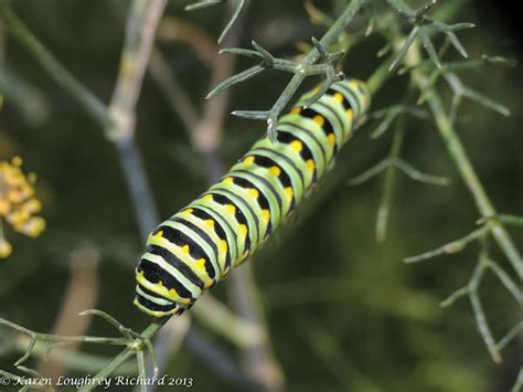 Black Swallowtail Caterpillars 4th Instars Project Noah