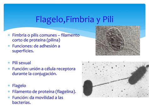 Anatomía Bacteriana Flagelos Y Mecanismo De Flagelo Ppt Descarga Gratuita