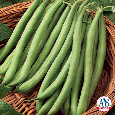 Blue Lake S 7 Stringless Pole Bean AAS Winners Vermont Bean