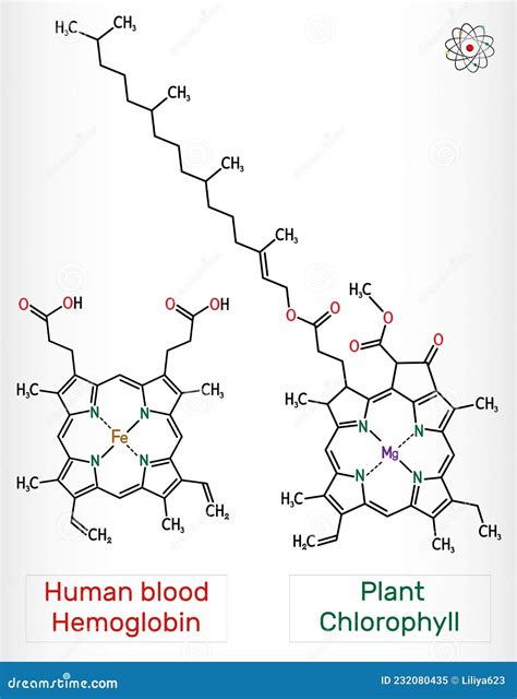 Plant Chlorophyll And Human Blood Hemoglobin Heme B Haem B Molecule