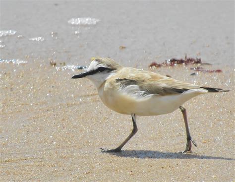 Charadrius Marginatus Mechowi Cape St Francis BioDiversity4All