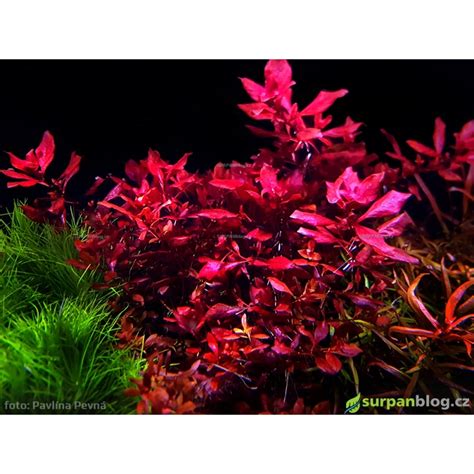 Ludwigia Sp Mini Super Red In Vitro