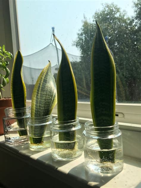 How To Propagate Snake Plant In Water