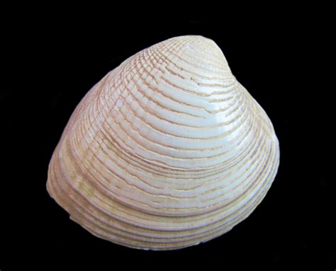 smooth venus clam shell mexican shellsorg