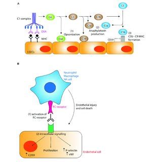 Pdf The Immunological Basis Of Liver Allograft Rejection