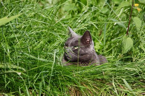 Le Chat France Jean Michel Flickr