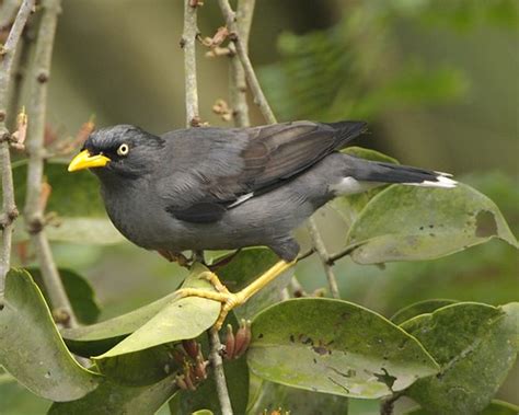 Javan Myna Acridotheres Javanicus Javan Myna Aka White V Flickr