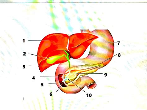 Diagram Of Liver Gall Bladder Pancreas Diagram Quizlet