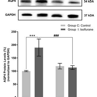 Western Blot Results For Aquaporin Aqp Levels In Rat Brain On