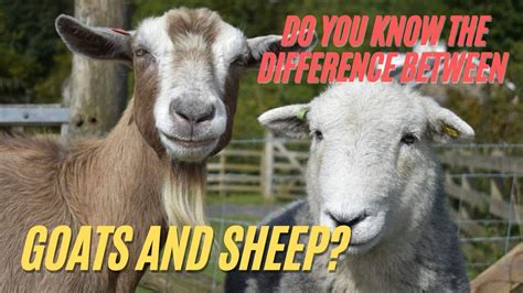 The Main Differences Between Sheep And Goats Sheep Vs Goats Youtube