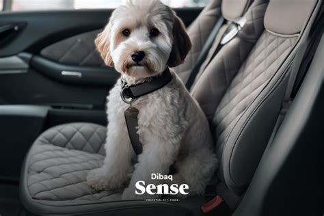 Cómo viajar con tu perro en forma segura Sense cl