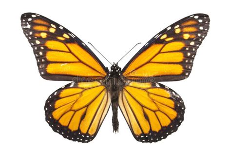 Monarch Butterfly Isolated On White Stock Image Image Of Nature Wing