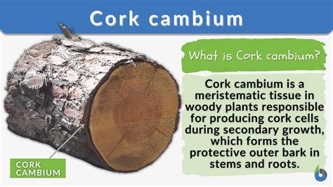 Cork Cambium Definition And Examples Biology Online Dictionary