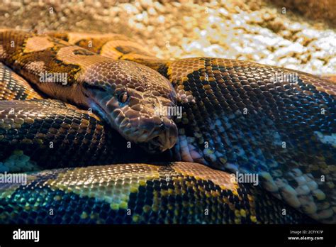 Malayopython Reticulatus Es Una Especie De Serpiente Perteneciente A La