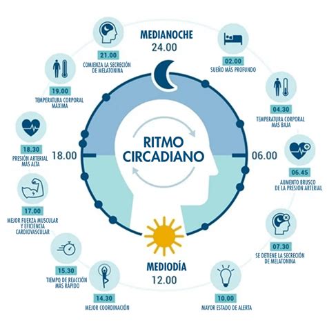 La Importancia De Los Ciclos Regulares De Sue O Y Vigilia