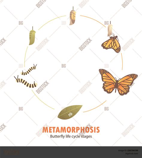 Butterfly Life Cycle Vector And Photo Free Trial Bigstock