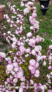 Pink Flowering Almond | Greenwood Nursery