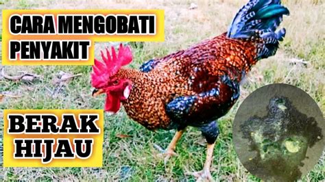 Cara Mengobati Penyakit Berak Hijau Pada Ayam Youtube